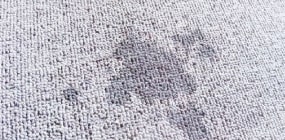 carpet sanitization and deodorization